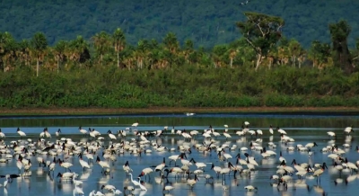 Investimentos e licenças pulverizados consolidam hidrovia no Pantanal