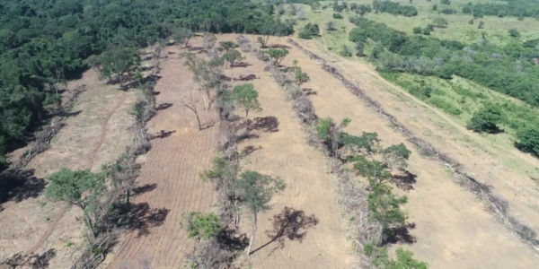 Foto: Divulgação Polícia Militar Ambiental MS (PMA)