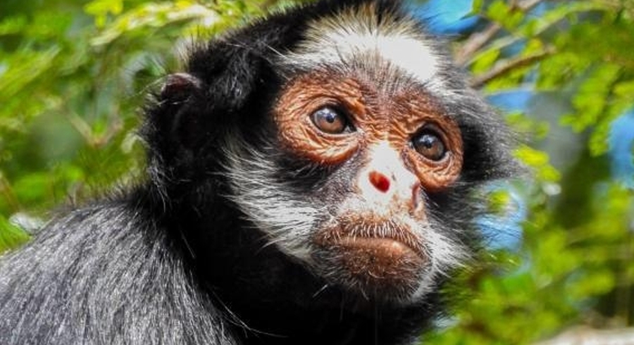 Desmatamento e queimadas em Mato Grosso aumentam riscos de extinção para espécies de macacos