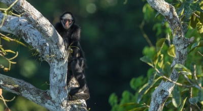 Macaco-aranha-de-cara-branca, que vive no Parque Cristalino, em MT, está ameaçado de extinção