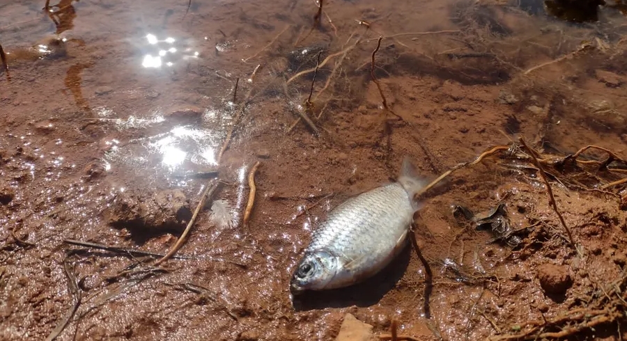 Sema investiga a morte de peixes no córrego Gonçalves, em Sorriso (MT) - Primeiras constatações descartaram a presença de agrotóxicos no córrego.